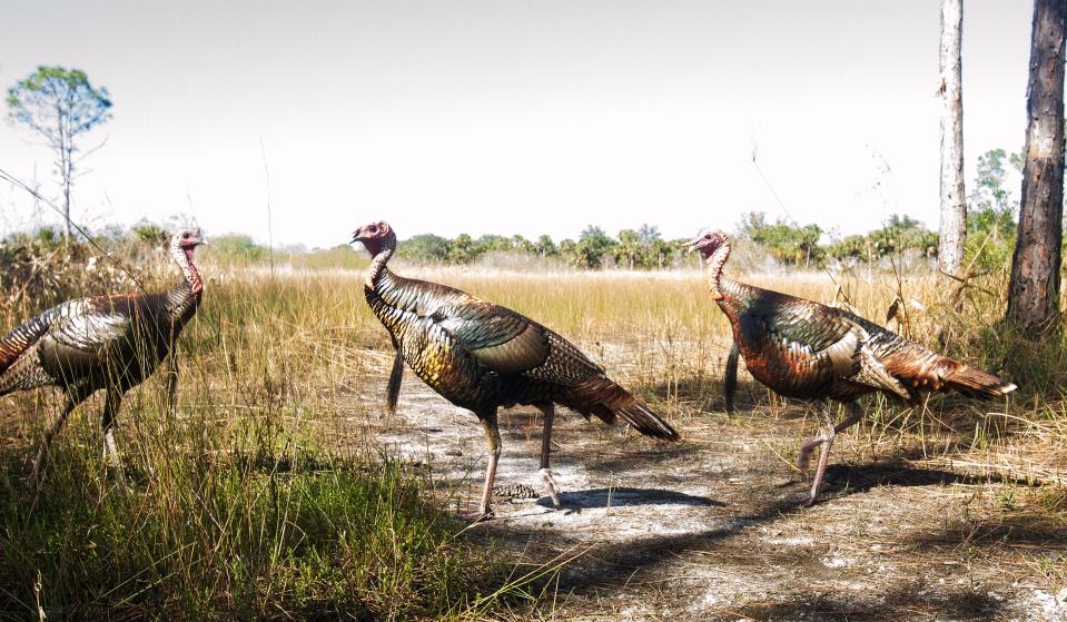 Checked the #camera trap this afternoon. These #turkeys tripped the sensor this morning. Didn't get anything else besides my dog from the last trip out there. The original exposure is a little over exposed because I have it manually set for lower lighting conditions or at night because I am looking for a specific picture. These are just a bonus, but I have to tweak the exposure a little in photoshop.