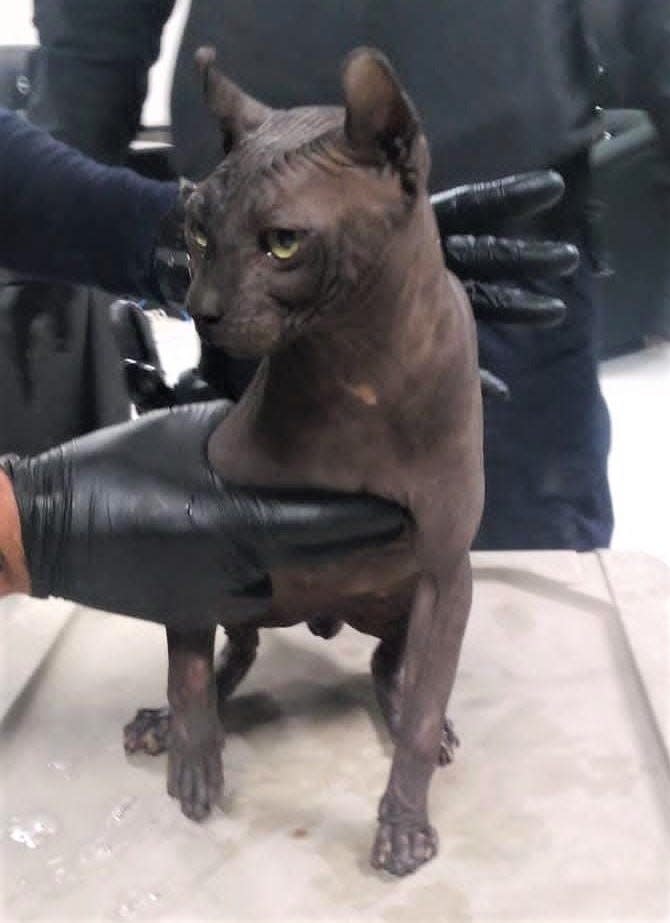 A hairless cat with an "Hecho en Mexico" tattoo used by the Mexicles gang was found living in the Cereso No. 3 state prison in Juárez. The cat was turned over to animal welfare authorities.