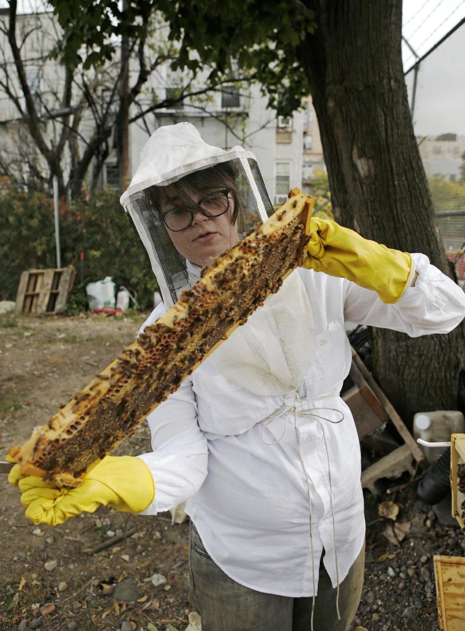 In this Wednesday, Oct. 16, 2013 photo, Beekeeper Kellen Henry inspects bees from her Feedback Farms hive in the Myrtle Village Green community garden in the Bedford-Stuyvesant section of Brooklyn, in New York. Though New York reversed a long-standing ban on tending to honeybees in 2010, there are issues beyond legality that potential beekeepers should consider. Beekeeping, especially in an urban area, requires space, time and cooperation with the surrounding community. (AP Photo/Kathy Willens)