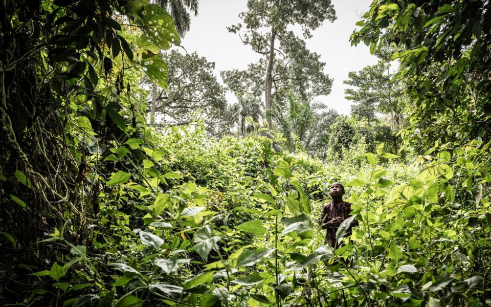 A child in a forest in Guinea