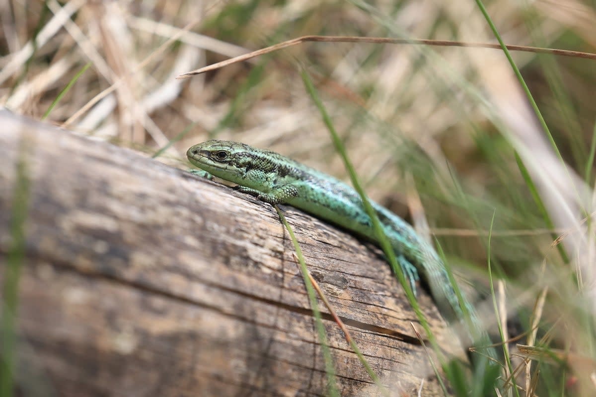 The common lizard in the south of France is being hit hard by the heat (PA)