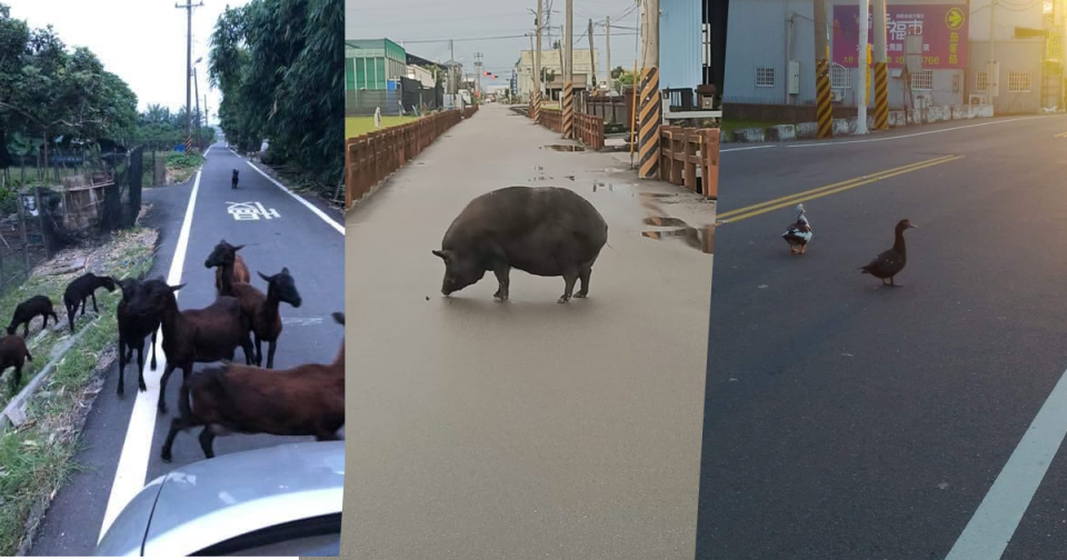 <p>A social media user recently found his path blocked by a giant black pig while driving, and unexpectedly received tons of replies sharing similar experiences in response. (Photo courtesy of 爆廢公社公開版/Facebook)</p>
