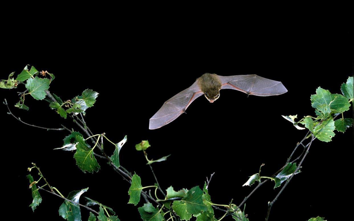 Bats are believed to be the original pandemic virus - Hugh Clark/Bat Conservation Trust/PA