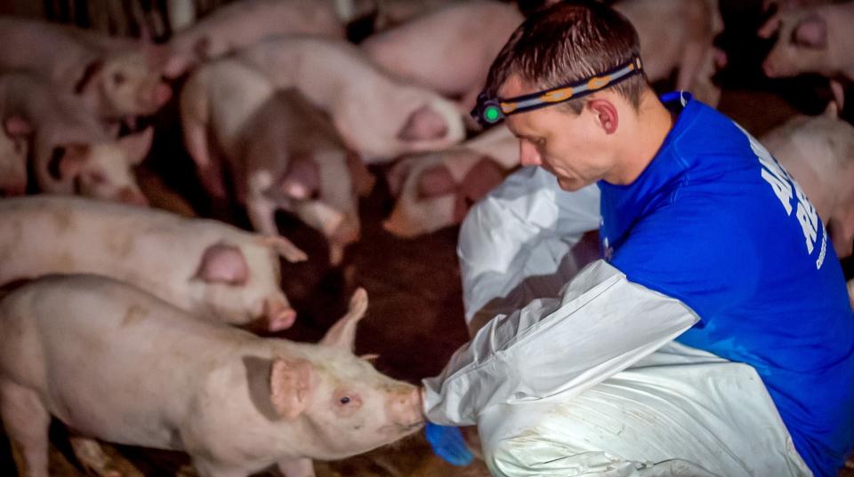 Photos activist group Direct Action Now took at an Oskaloosa-area farm co-owned by state Sen. Ken Rozenboom show what the group contends are neglected pigs.
