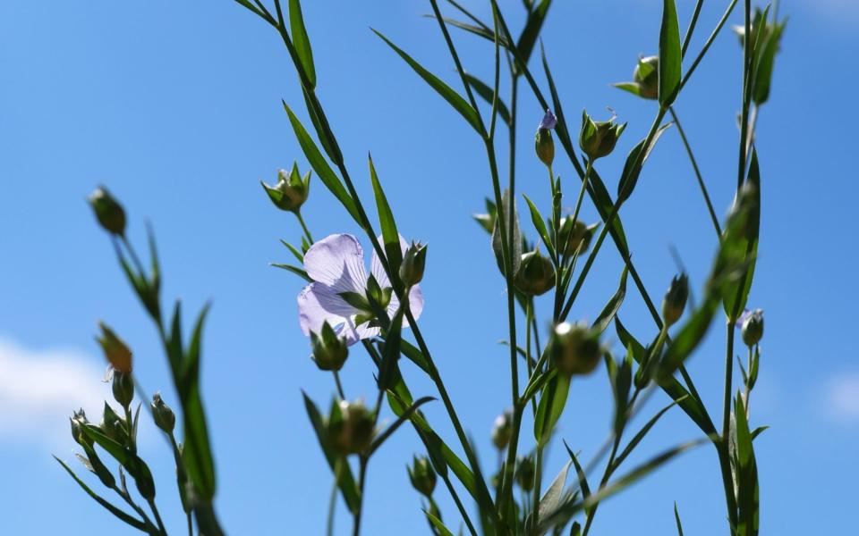 Flax blossom on green stems - Getty Images