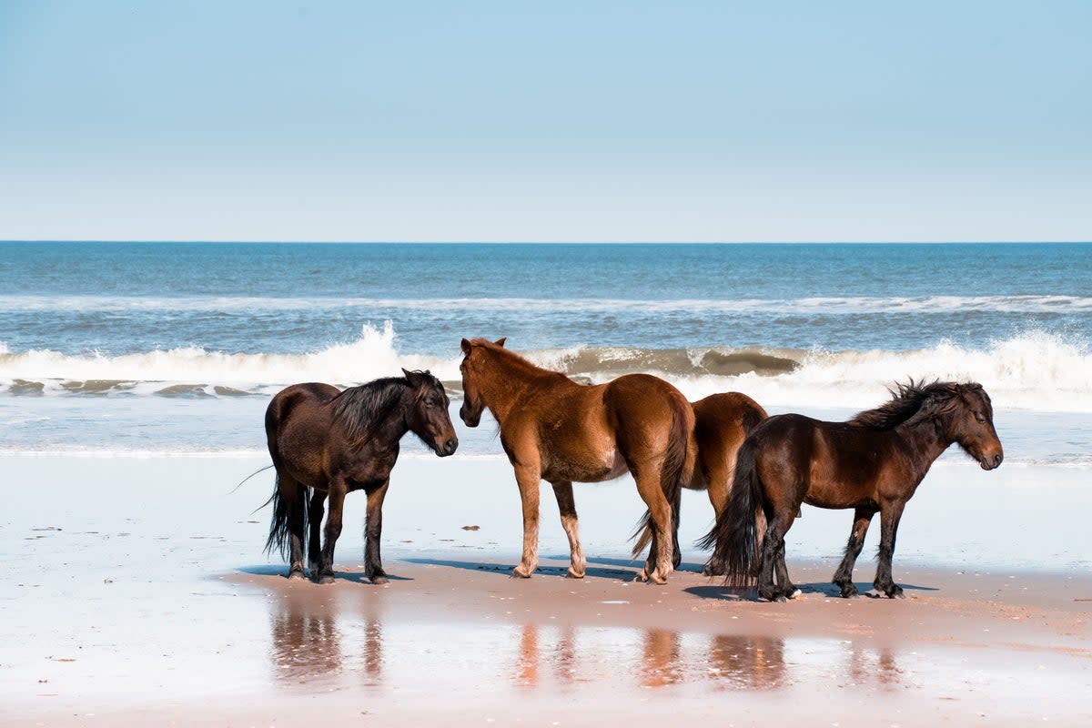 Wild horses on the beach at Outer Banks, North Carolina (Getty Images/iStockphoto)