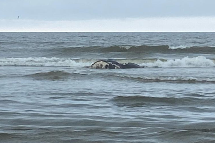 The remains of the first North American right whale calf spotted during the 2023-2024 birthing season were found at the Cumberland Island National Seashore in Georgia.