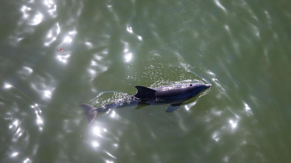 A dolphin patrols Mantanzas Pass underneath the bridge to Fort Myers Beach with its pod on Monday, May 1, 2023.  