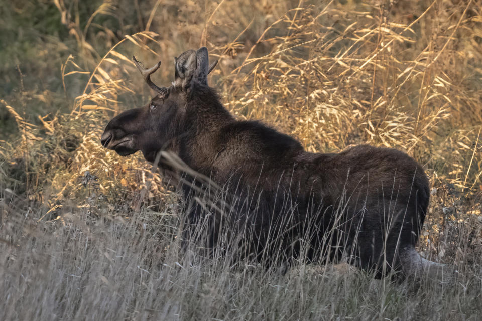 In this photo provided by Bernie Stang, a moose, named Rutt, or Bullwinkle by admirers, roams through Meeker County, Minn., Oct. 29, 2023. (Bernie Stang via AP)