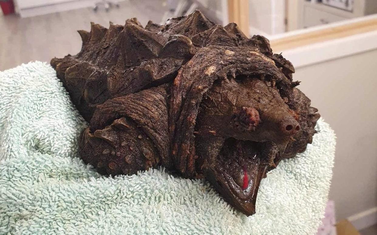 The alligator snapping turtle that was discovered in Urswick Tarn