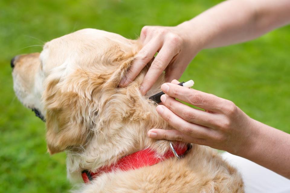 removal of a dog tick