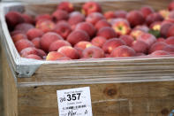 In this photo taken Tuesday, Oct. 15, 2019, a bin of Cosmic Crisp apples, a new variety and the first-ever bred in Washington state, sits in an orchard in Wapato, Wash. The Cosmic Crisp, available beginning Dec. 1, is expected to be a game changer in the apple industry. Already, growers have planted 12 million Cosmic Crisp apple trees, a sign of confidence in the new variety. (AP Photo/Elaine Thompson)