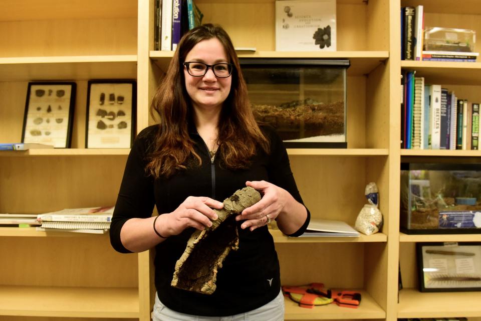 Dr. Cindy Perkovich, a biology professor, holds a log with Damon, an African Tailless Whip Scorpion,  atop it. Damon is among the many insects that live inside her office at Ashland University.