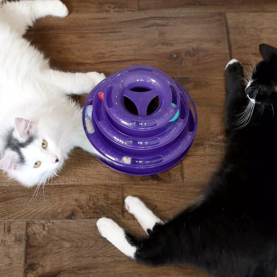 Cats with a track toy