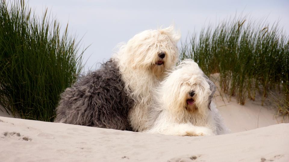 Old English Sheepdog