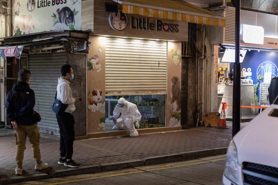 The 11 hamsters that tested positive were imported from the Netherlands and sold at a local pet store called Little Boss in Hong Kong (EPA)