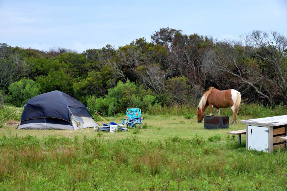 An Assateague, chincoteague if you prefer, pony grazing in the campground reserved for tent campers on a august morning.