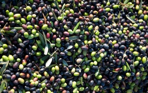Spain is the world's largest producer of olive oil - Credit: PAUL GROVER