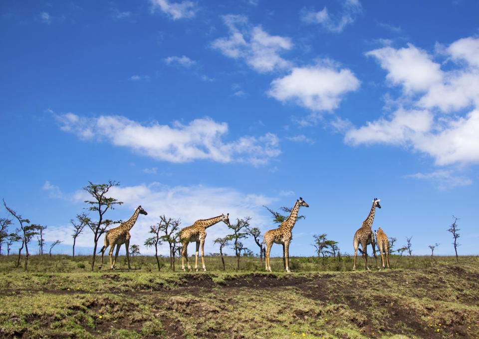 These wide-open plains are an <a href="http://whc.unesco.org/en/list/39" target="_blank">important migratory&nbsp;hangout</a>&nbsp;for&nbsp;animals like zebra&nbsp;and wildebeest. They're also home to the world's largest <a href="https://www.sciencedaily.com/terms/caldera.htm" target="_blank">caldera</a>.<strong><br /><br />Under threat due to:</strong>&nbsp;crop production; governance; ground transport infrastructure; social cohesion and <a href="http://whc.unesco.org/en/soc/?action=list&amp;mode=table&amp;soc_start=2017&amp;" target="_blank">more</a>