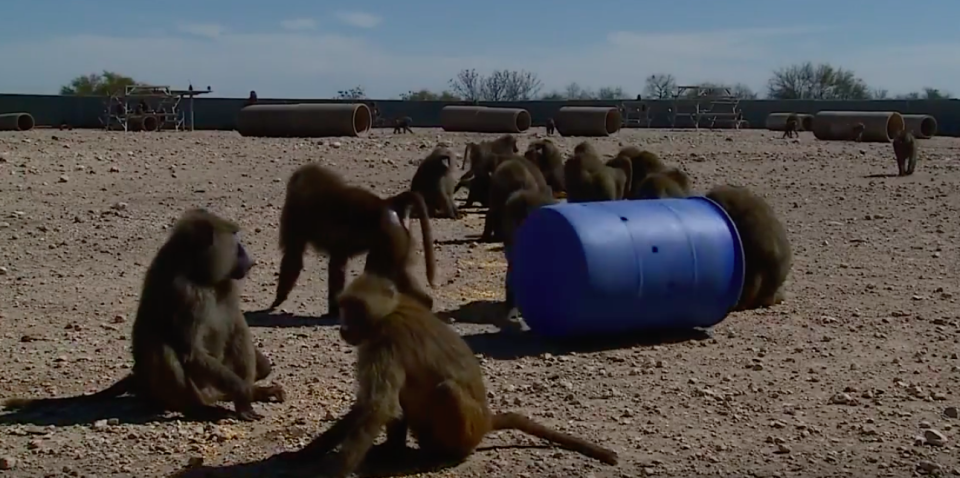 <em>The baboons live in an enclosure at the Texas Biomedical Research Institute (Texas Biomedical Research Institute)</em>