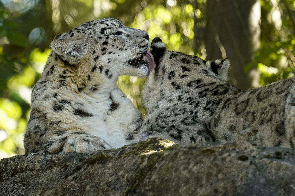 Marwell Zoo’s snow leopards Irena (female) grooming Indeever (male) (Marwell Wildlife/PA)