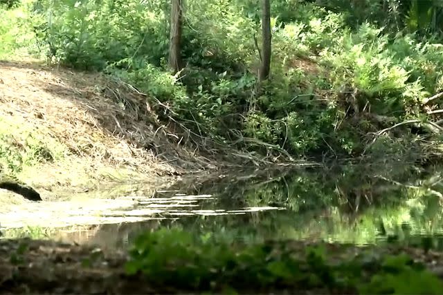 A photo of the lagoon where the woman was allegedly found unresponsive.