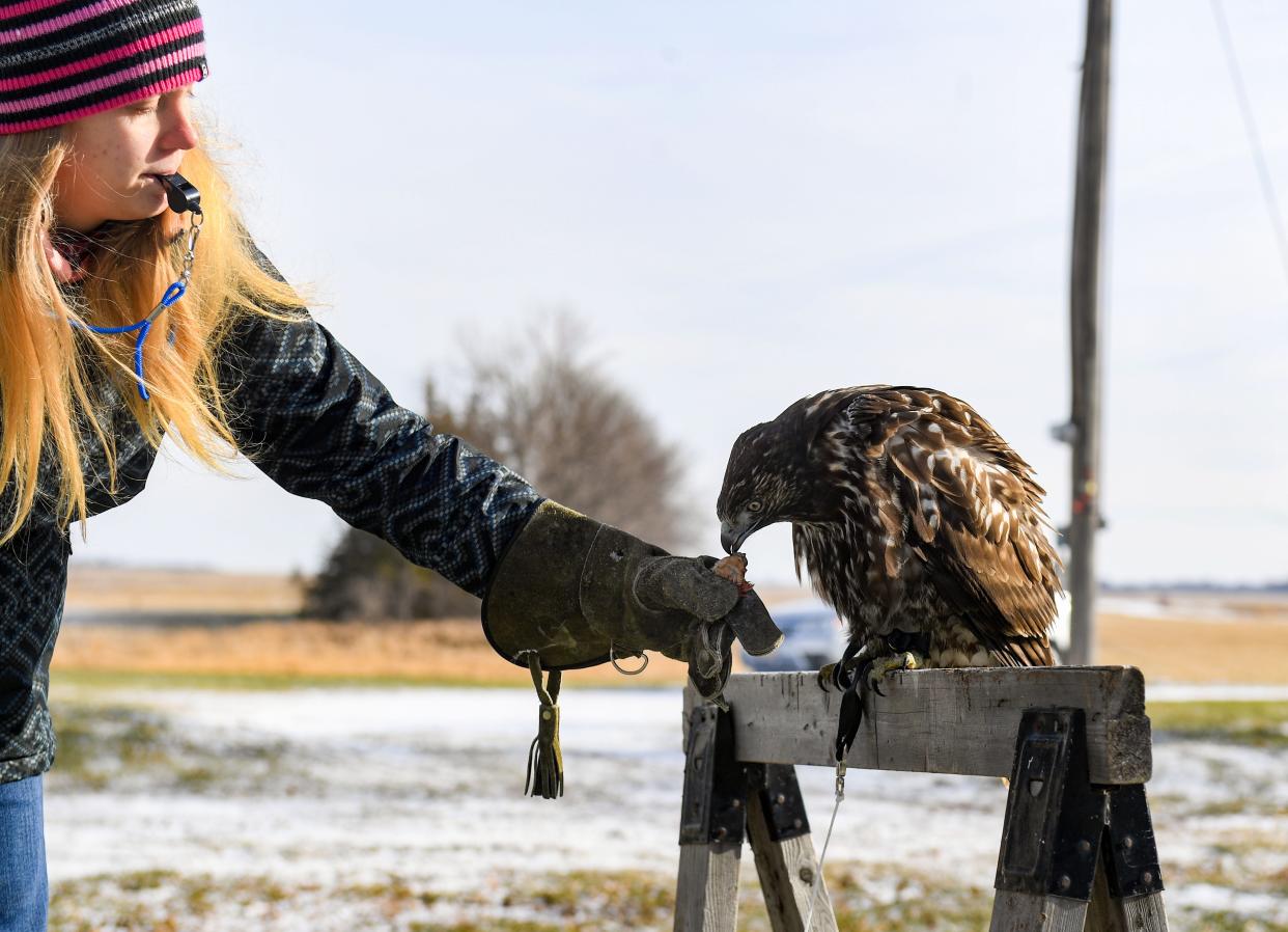 Gabi Olson, 16, feeds a piece of quail to her hawk, Harley, while training it on Tuesday, December 7, 2021, at her home in Worthing.