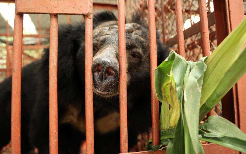 One of five bears rescued from Vietnam's bile farming hotspot - Animal Asia