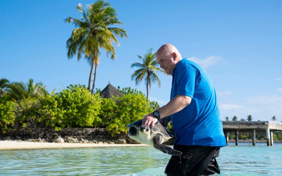 Mark Hind supervises April, an olive ridley sea turtle, as she enjoys a swim in the sea as part of her enrichment at the Turtle Rehabilitation Centre at Four Seasons Resort at Kuda Huraa, Maldives - Kirsty O'Connor/ PA 