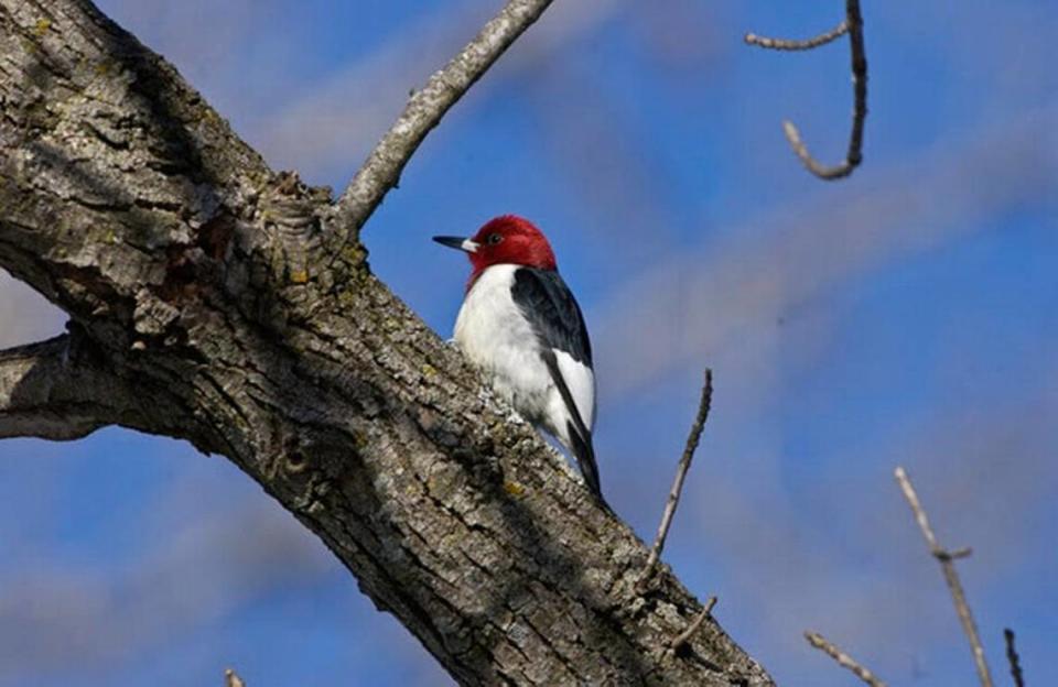 Red-headed woodpecker The Missouri Department of Conservation