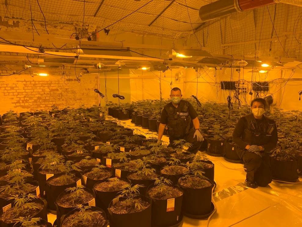 The cannabis farm was uncovered by officers inside a unit at the Royal Ordnance Depot in Weedon, Northants. (swns)