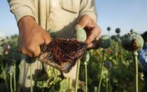 An Afghan man works on a poppy field in Jalalabad province in this May 1, 2014 file photo. REUTERS/Parwiz/Files