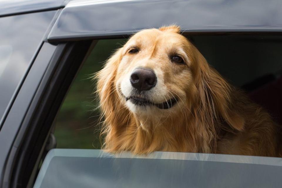 Florida\u2019s New \u2018Don\u2019t Say Dogs in Car Windows\u2019 Bill Raises Hackles