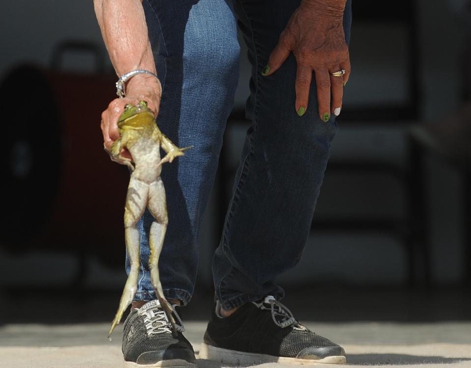 Isabell Borrelli holds her frog during Sundayâ€™s International Finals of the Calaveras County Fair & Jumping Frog Jubilee in Angels Camp, Calif.(Bea Ahbeck/Special to the Record)