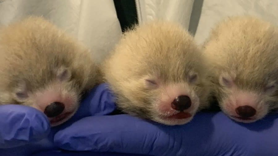A courtesy photo of John Ball Zoo’s triplet red panda cubs.
