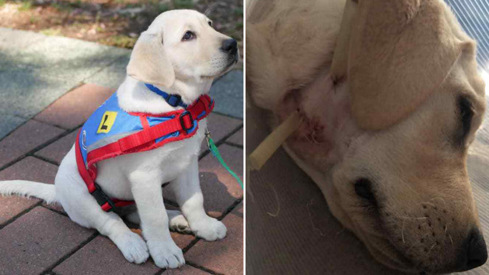 Assistance puppy in training Rosebud is recovering from surgery after being attacked by another dog.