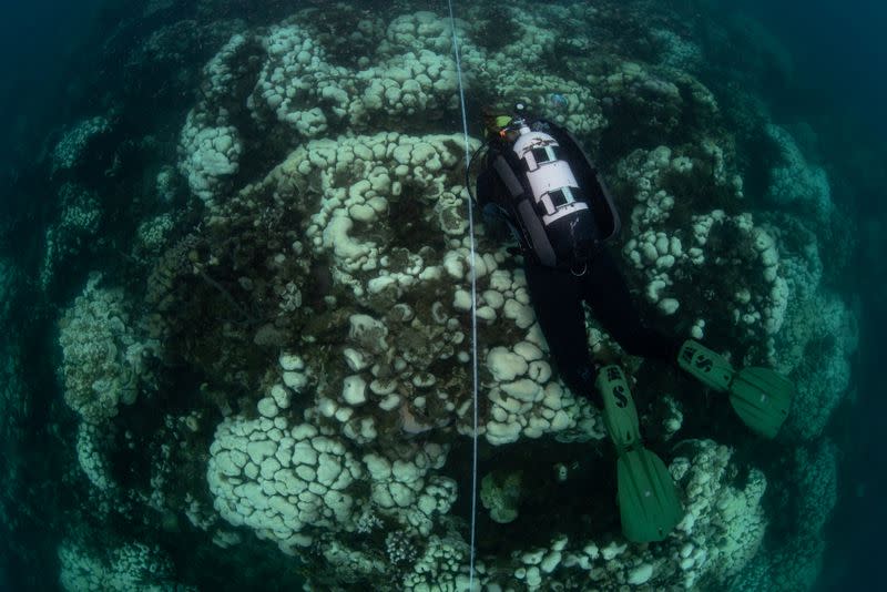 University of the Virgin Islands graduate student Sonora Meiling studies the extent of a bleaching event affecting an entire field of boulder star corals (Orbicella annularis) off the coast of St Thomas in the U.S. Virgin Islands