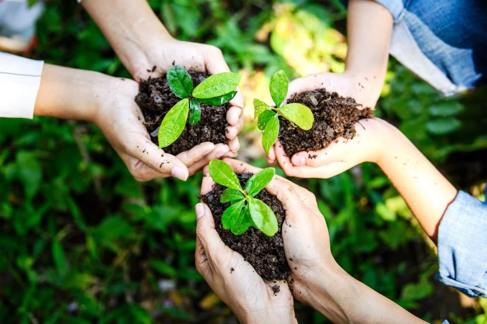 six female hands holding three seedling trees above forest floor