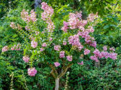<p> Crepe myrtle – or crape myrtle – is a striking tree that offers year-round interest, and grows very well in pots. </p> <p> ‘This beautiful tree has large trumpet-shaped flowers that often have an orange tint to them,’ says Lindsey Hyland, founder of Urban Organic Yield. 'Crape myrtles also have good fall color, with attractive peeling bark. I love how the branches are always thick enough to handle being in pots.’ </p> <p> Choose from flowers of white, pink or purple, which bloom from late spring through summer. Some varieties flower until the first frost in fall. </p> <p> Crepe myrtle trees need full sun to thrive, and in frost-prone areas will need to be overwintered in a greenhouse or conservatory. </p>