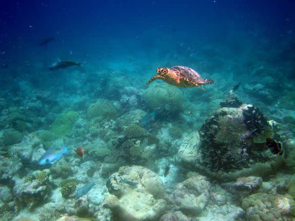 A turtle swimming along the reef in the Chagos archipelago.