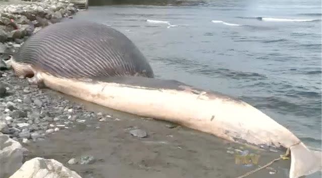 The 25-metre long decomposing whale is filling and expanding with methane gas. Photo: NTV.