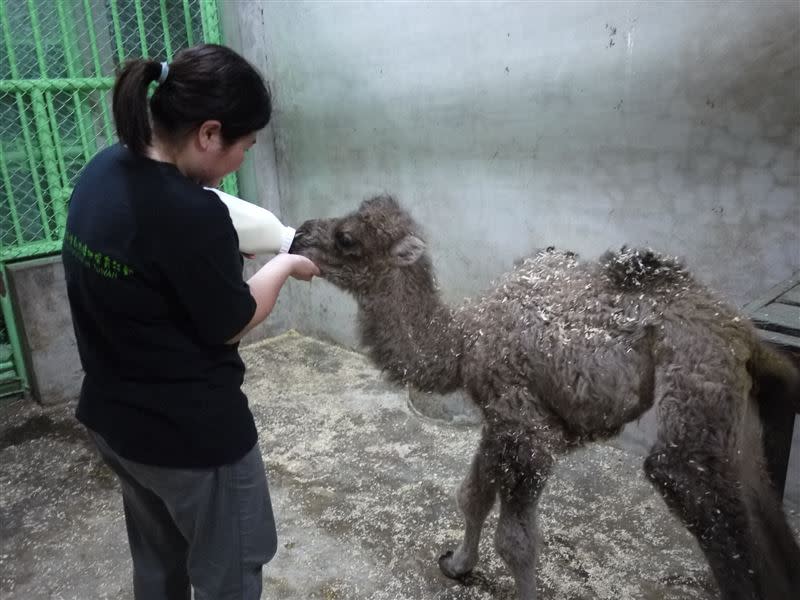 雙峰駱駝「煙雨」在2012年5月10日出生，因為媽媽「梅煙」不太理會牠，加上出生腳疾站立不穩，一路由代理奶媽們人工哺育長大。(2012年5月影像)（圖／翻攝自「Taipei Zoo 臺北市立動物園」粉專）