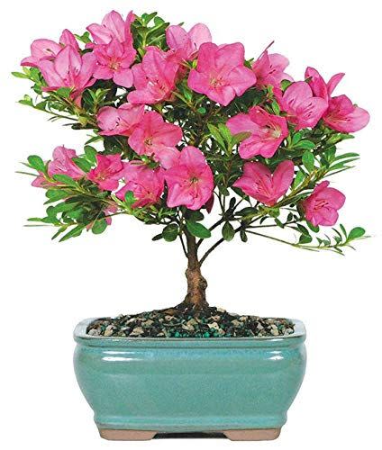 Indoor Bonsai Tree