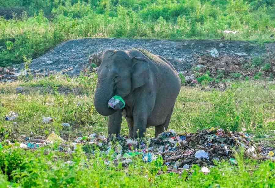 Poison Parcel: We adore our elephant god, but through sheer neglect poison our elephants. In Siliguri, West Bengal, a wild elephant scavenges for food at an unauthorised rubbish heap. She prepares to stuff a plastic bag filled with vegetable peels into her mouth. Once ingested, the plastic can wreak havoc on its body and potentially lead to death. According to Elephant Family, a UK-based NGO, nine of the 13 countries that are home to Asian elephants are amongst the world’s worst managers of plastic waste. 