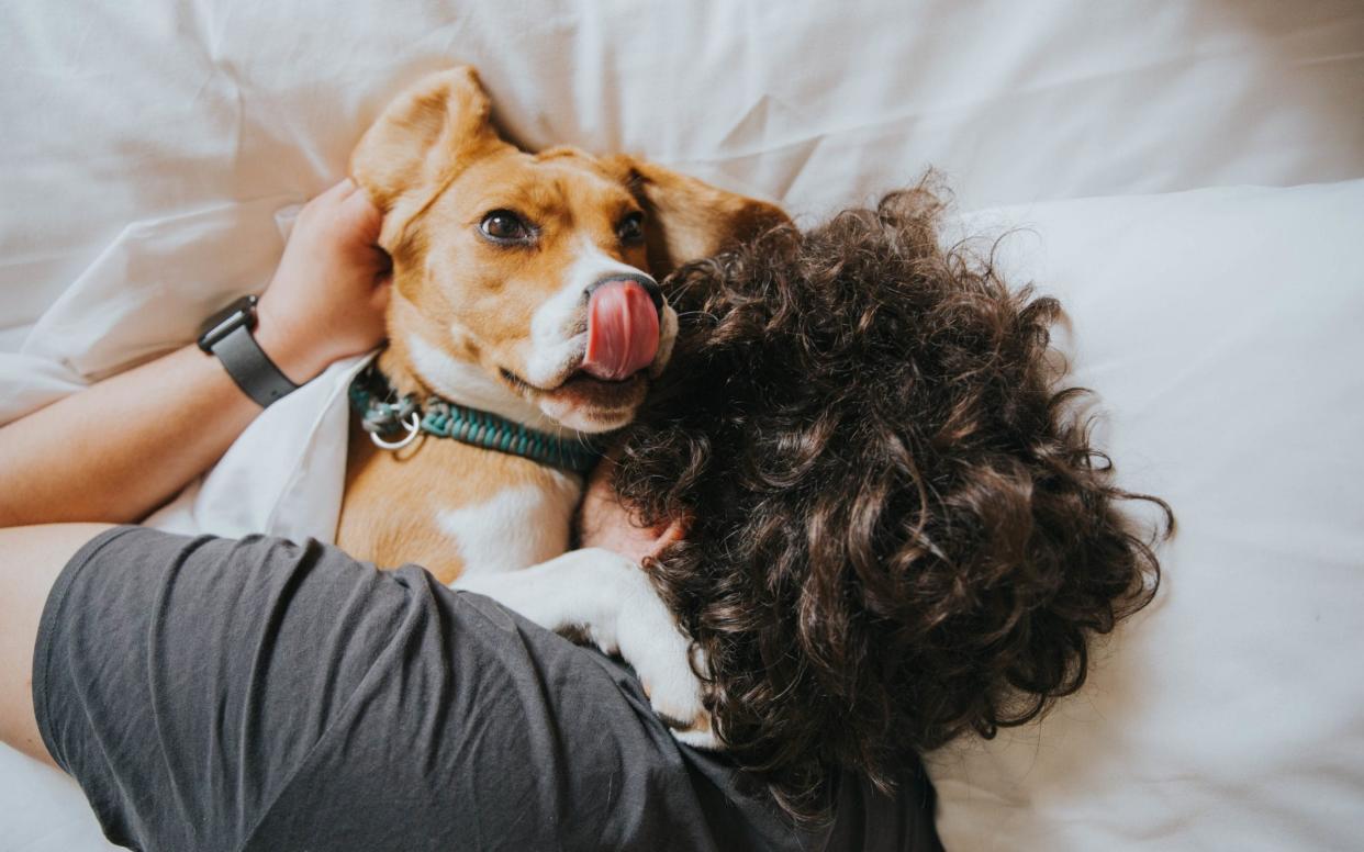 Studies have shown a link between pet owners and healthier guts  - Getty Images Contributor