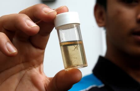 A member of a pest control team shows a container of mosquito larvae that they collected during their inspection at Zika clusters in Singapore September 5, 2016. REUTERS/Edgar Su/File Photo