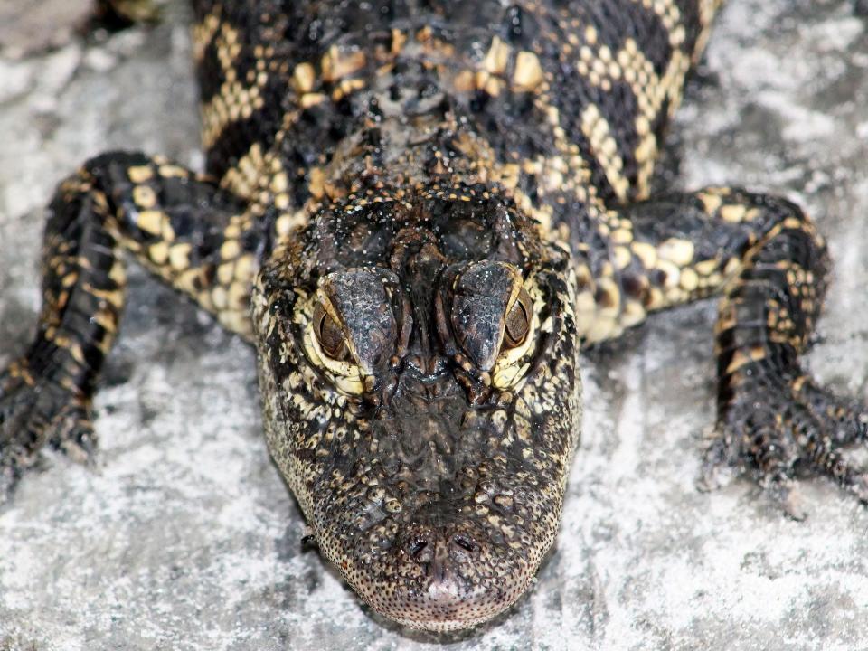 Bonita Springs' Wonder Gardens is home to many wild animals, including the ever-popular American alligator. And you even get to feed them.