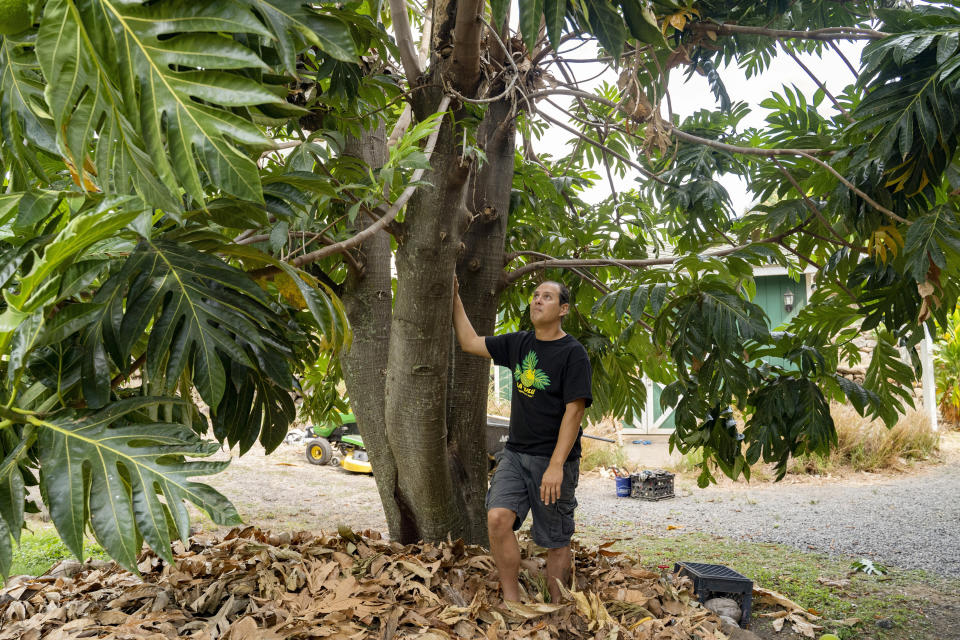 Hokuao Pellegrino looks at the first breadfruit tree he plant 20 years ago at Noho'ana Farm on Tuesday, Oct. 10, 2023, in Waikapu, Hawaii. Pellegrino said the efforts to replant breadfruit in Lahaina should also come with efforts to teach people about its care and its uses: “We want people to use the breadfruit. We don’t want it just to be in the landscape.” (AP Photo/Mengshin Lin)