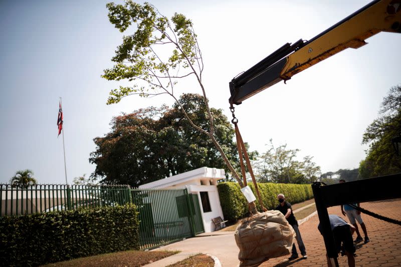 A Jatoba tree, originally from the Amazon, is placed in front of the Norwegian Embassy, during a protest by activists seeking symbolic refugee status for the plant, in Brasilia