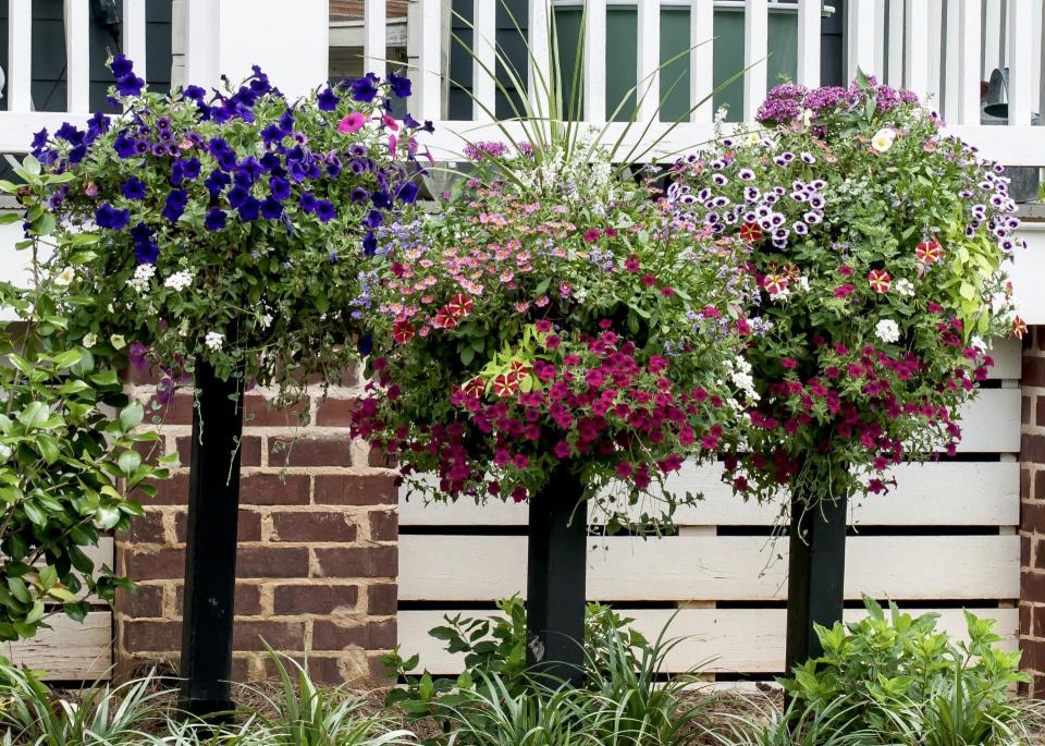Superbells calibrachoa varieties, Blue Moon Punch, Red, Hollywood Star and Grape Punch combine with Supertunia petunias, Superbena verbenas and Sunstar Pentas in these three border columns featuring large baskets.
